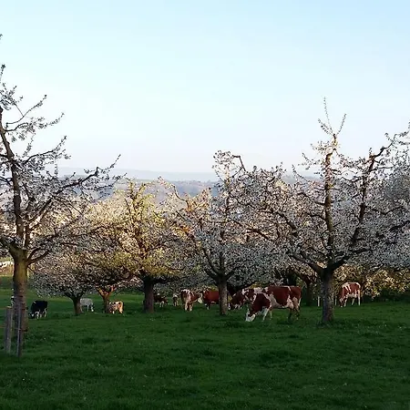Appartamento Hof Oberprehl Murten Esterno foto